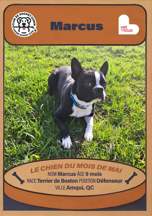 Chien du mois : Mai