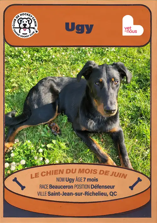 Chien du mois : Juin