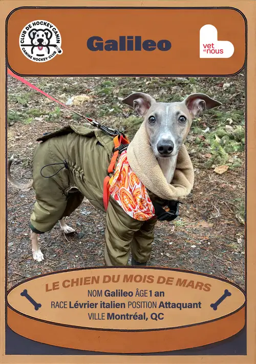 Chien du mois : Mars