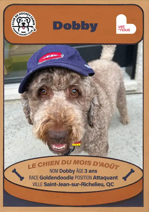 Chien du mois : Août